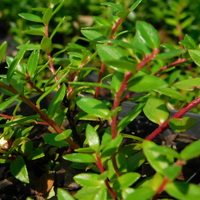 Pernettya prostrata pentlandii180823 